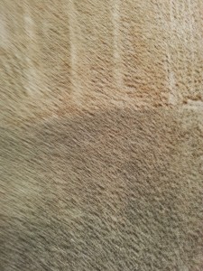 Carpet Cleaning With No Residue Denver